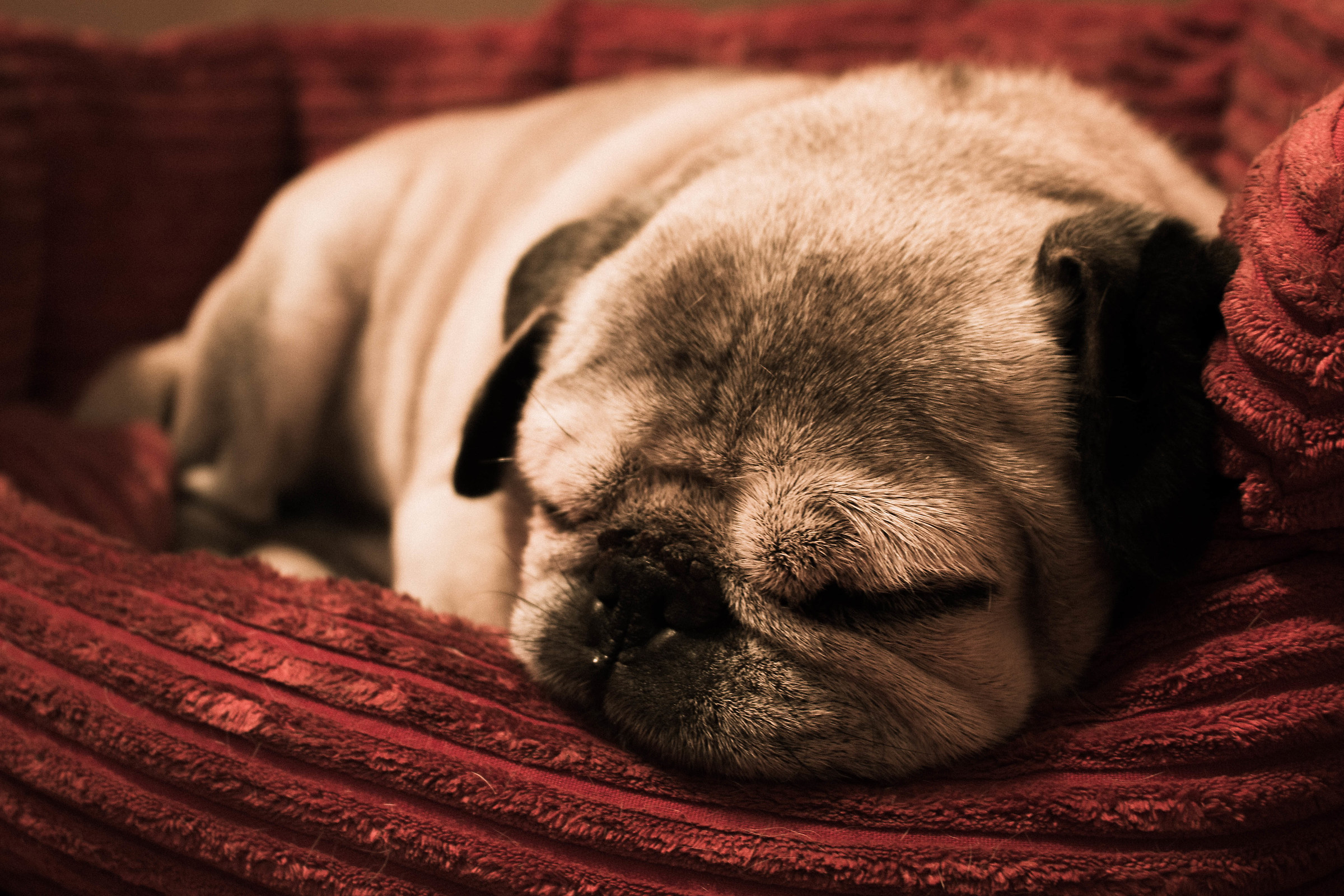 El perro es mi corazon