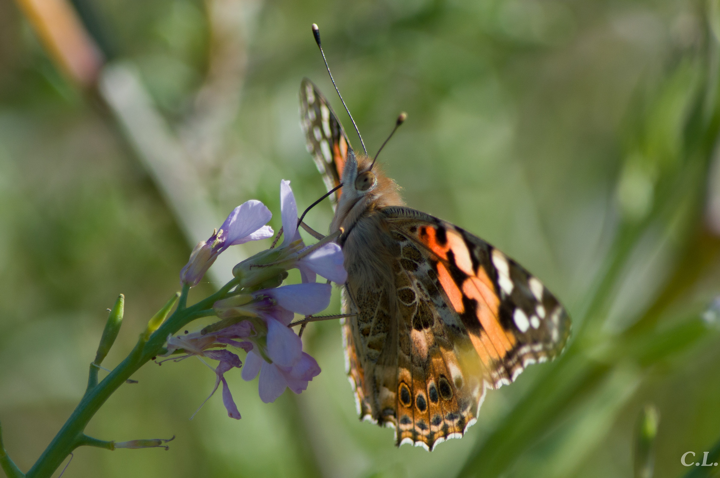 Farfalla che si nutre