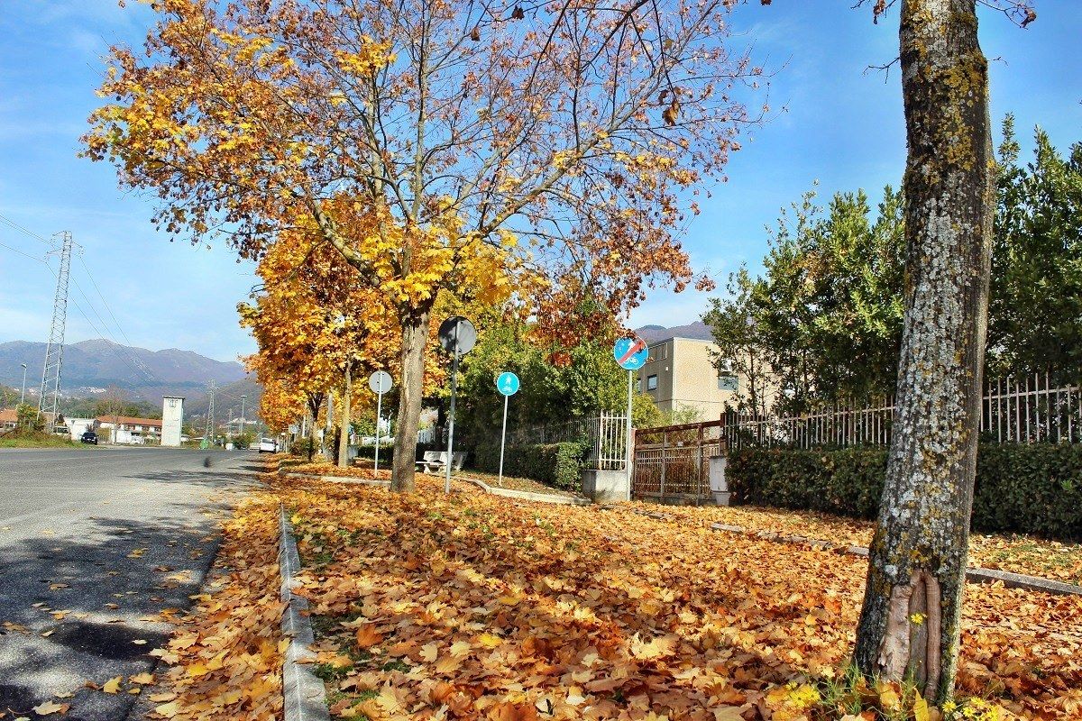 Viale