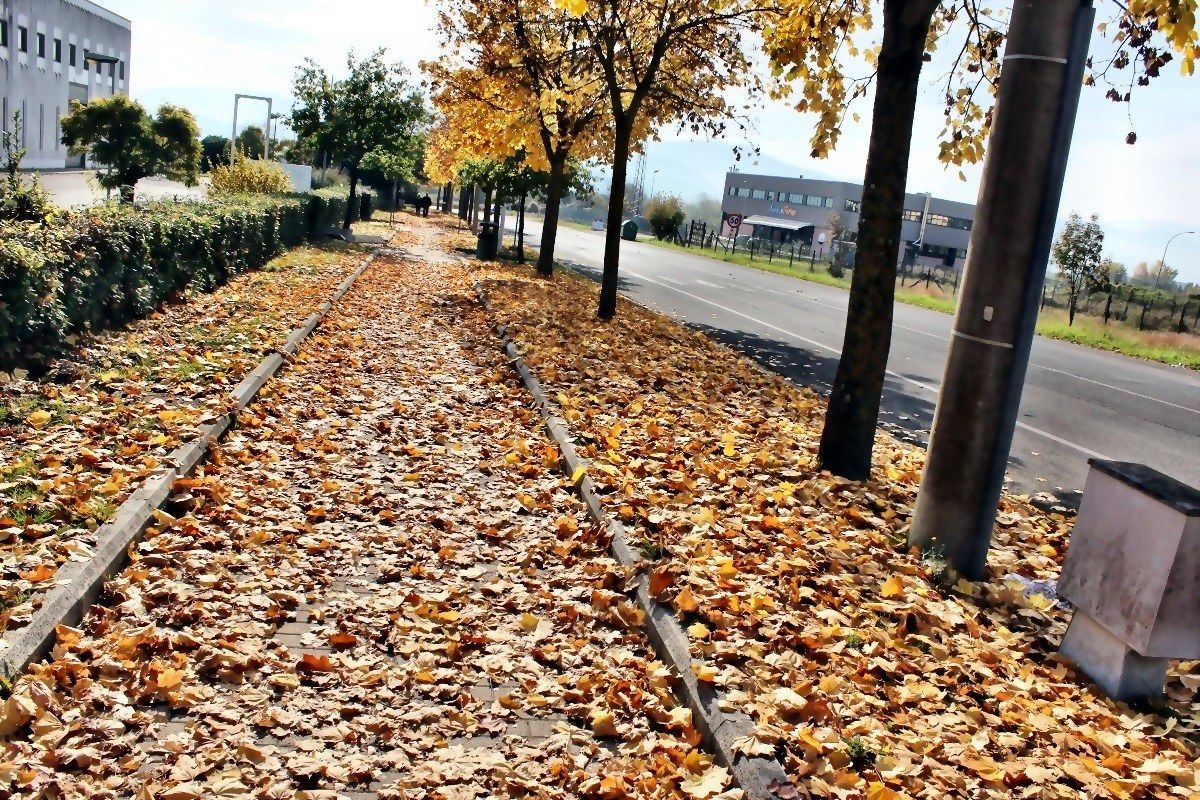 Viala pieno di foglie