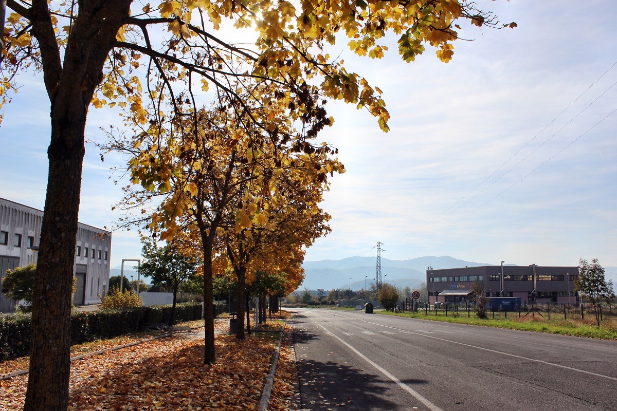 Viale autunnale