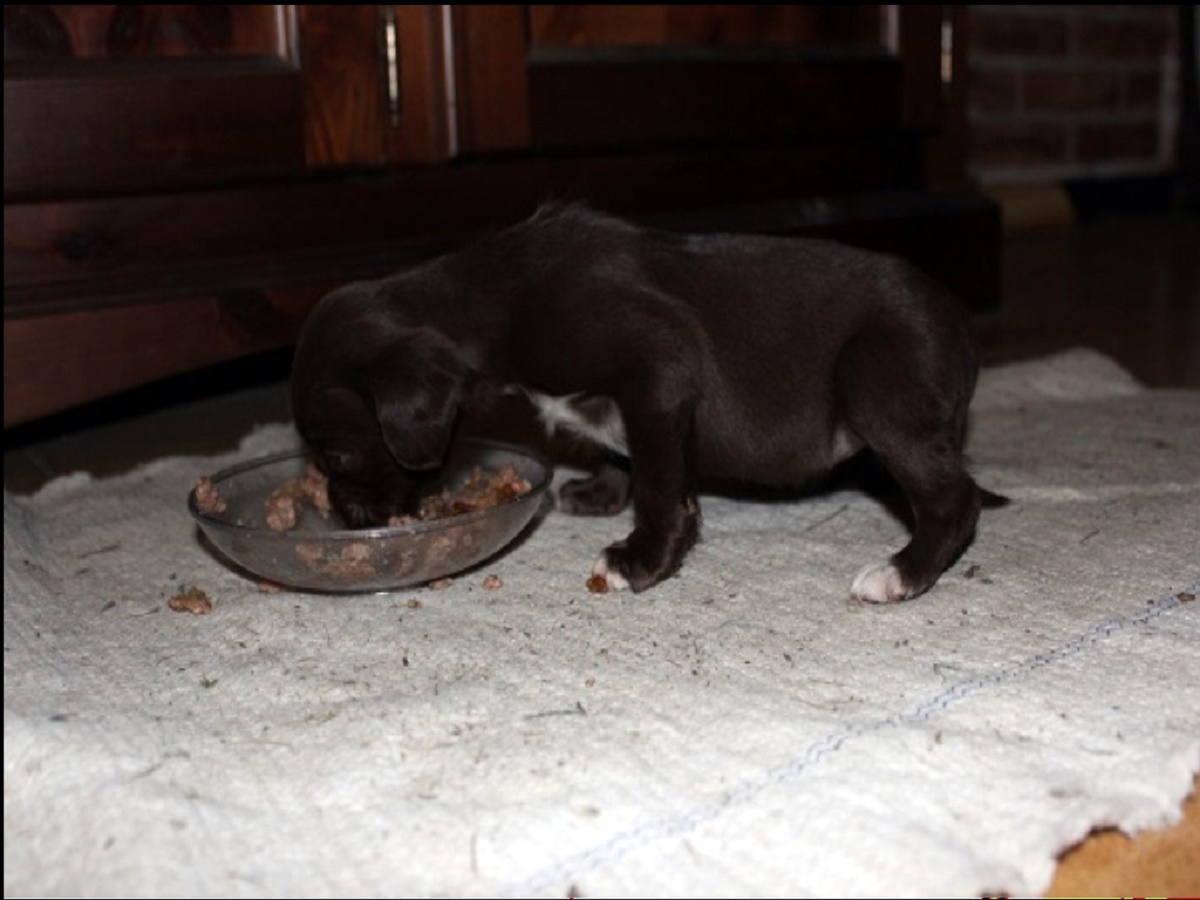 Cucciola