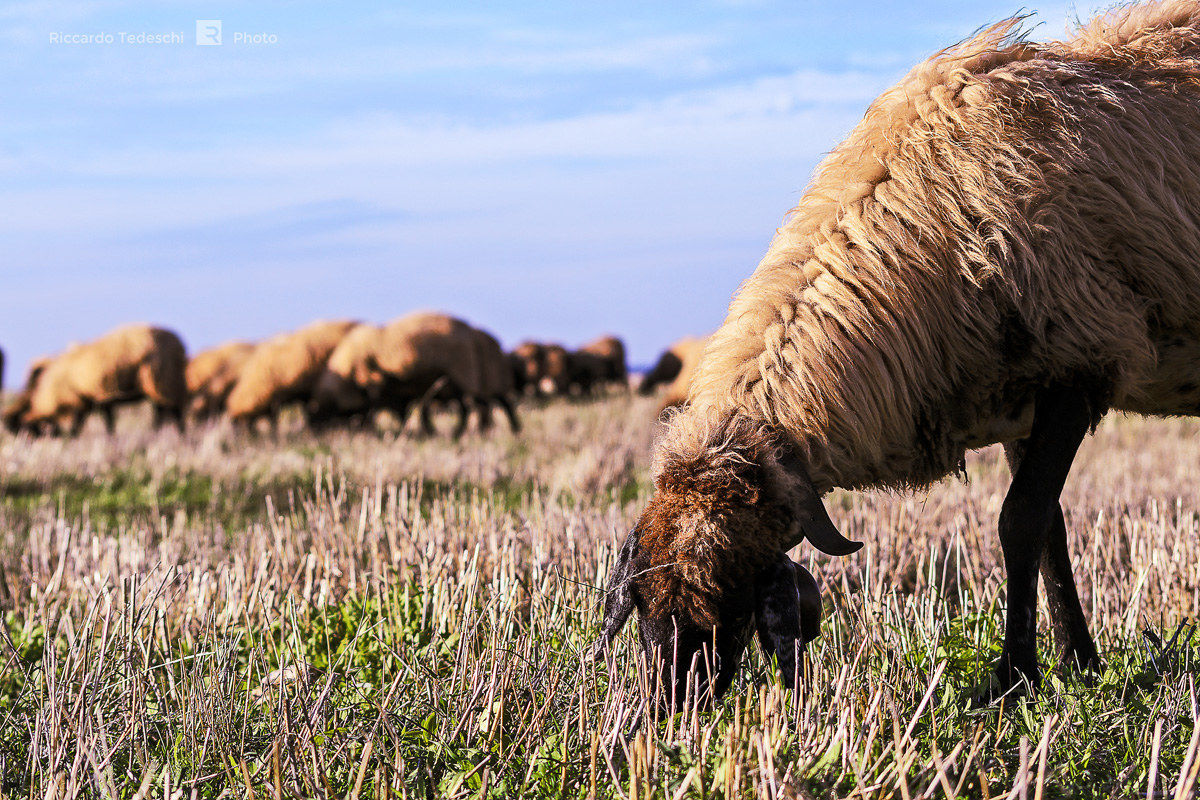 The herd of llamas White Tower
