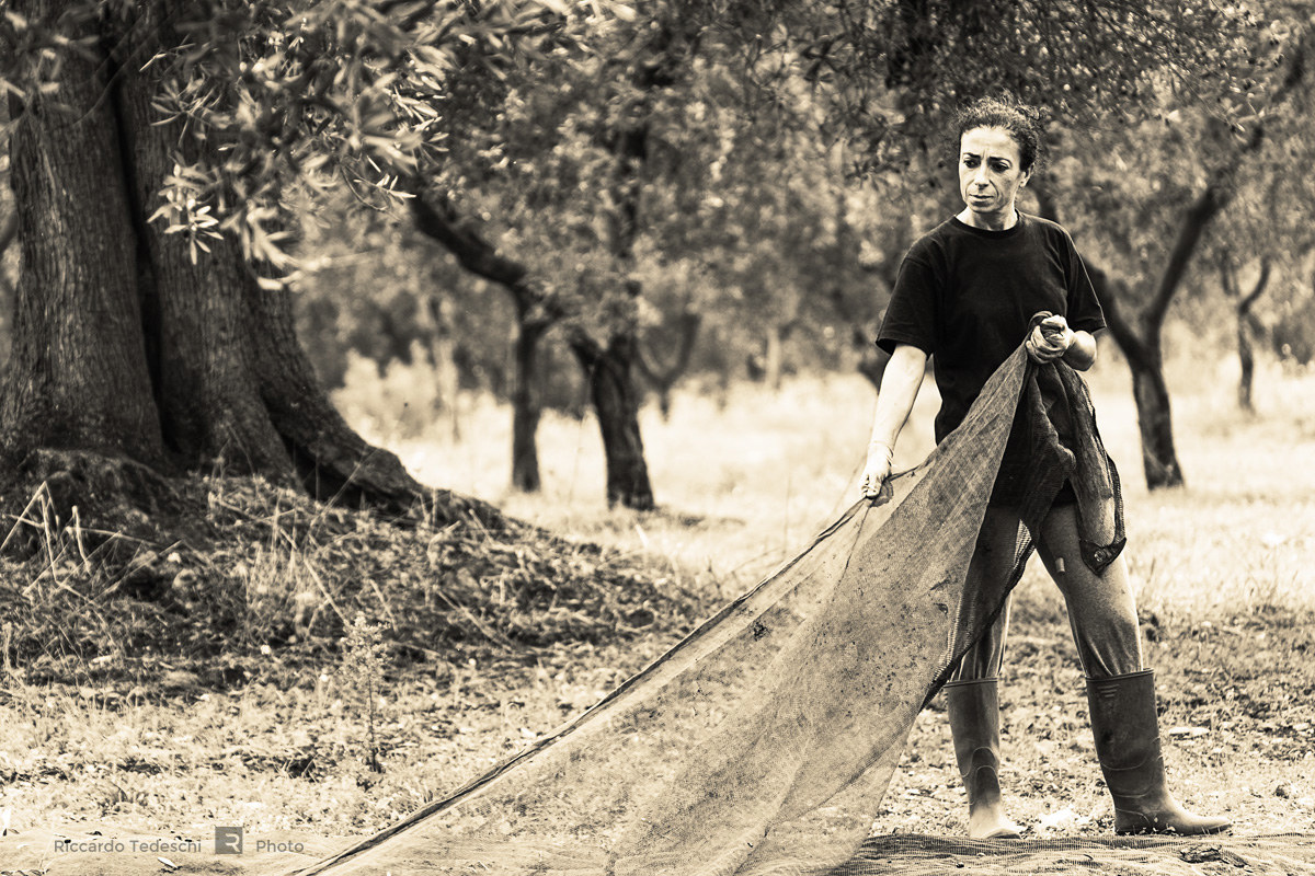 La raccolta delle olive