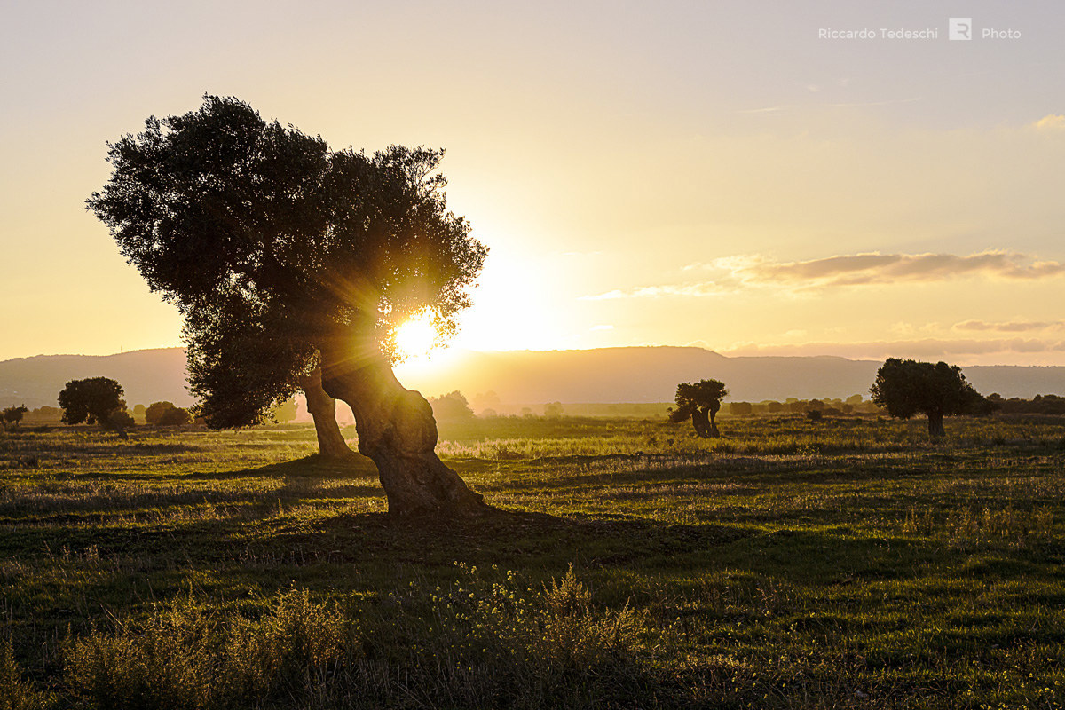 Uliveto al tramonto