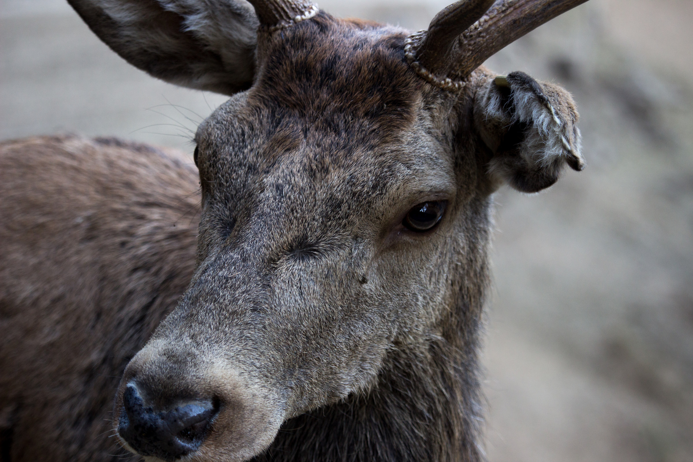 Lo sguardo della natura
