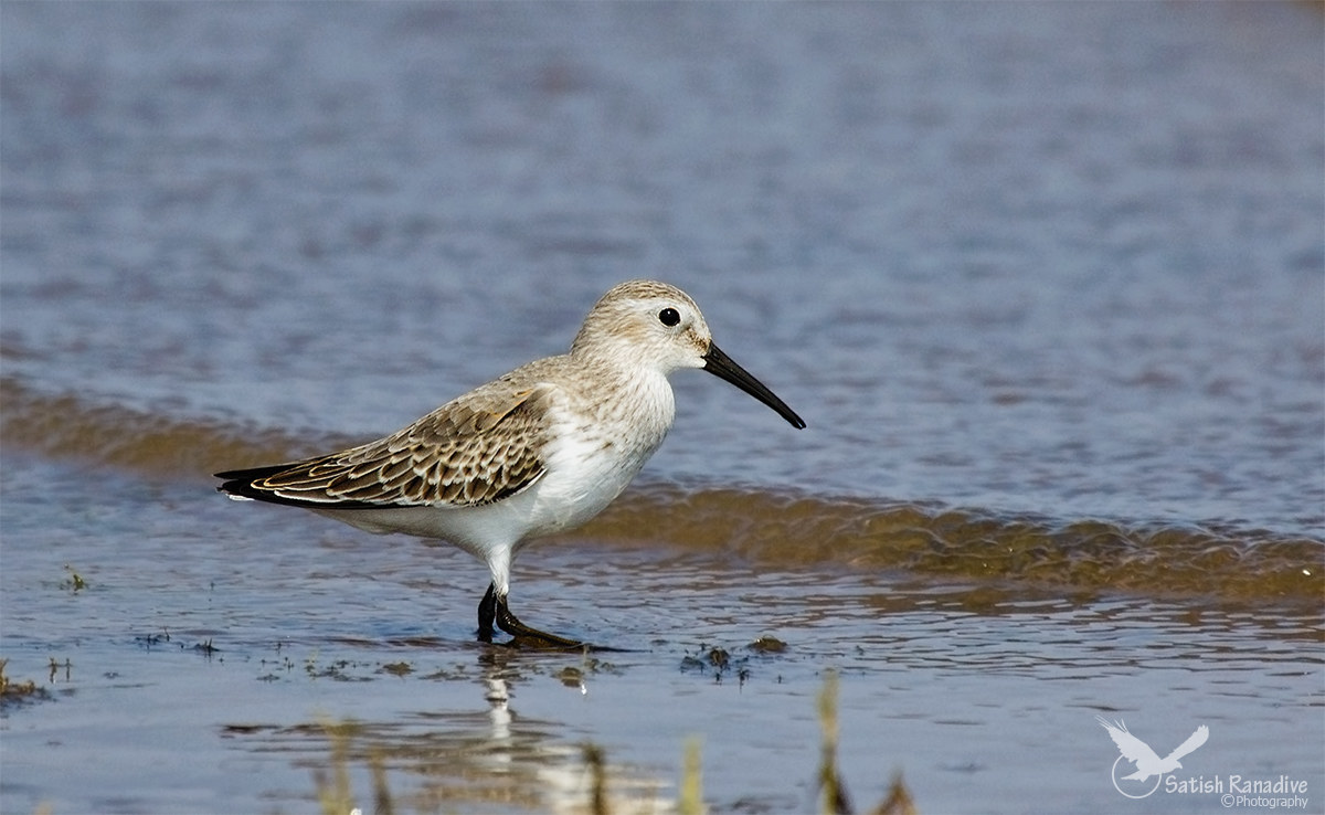 Dunlin.( Calidris alpina).