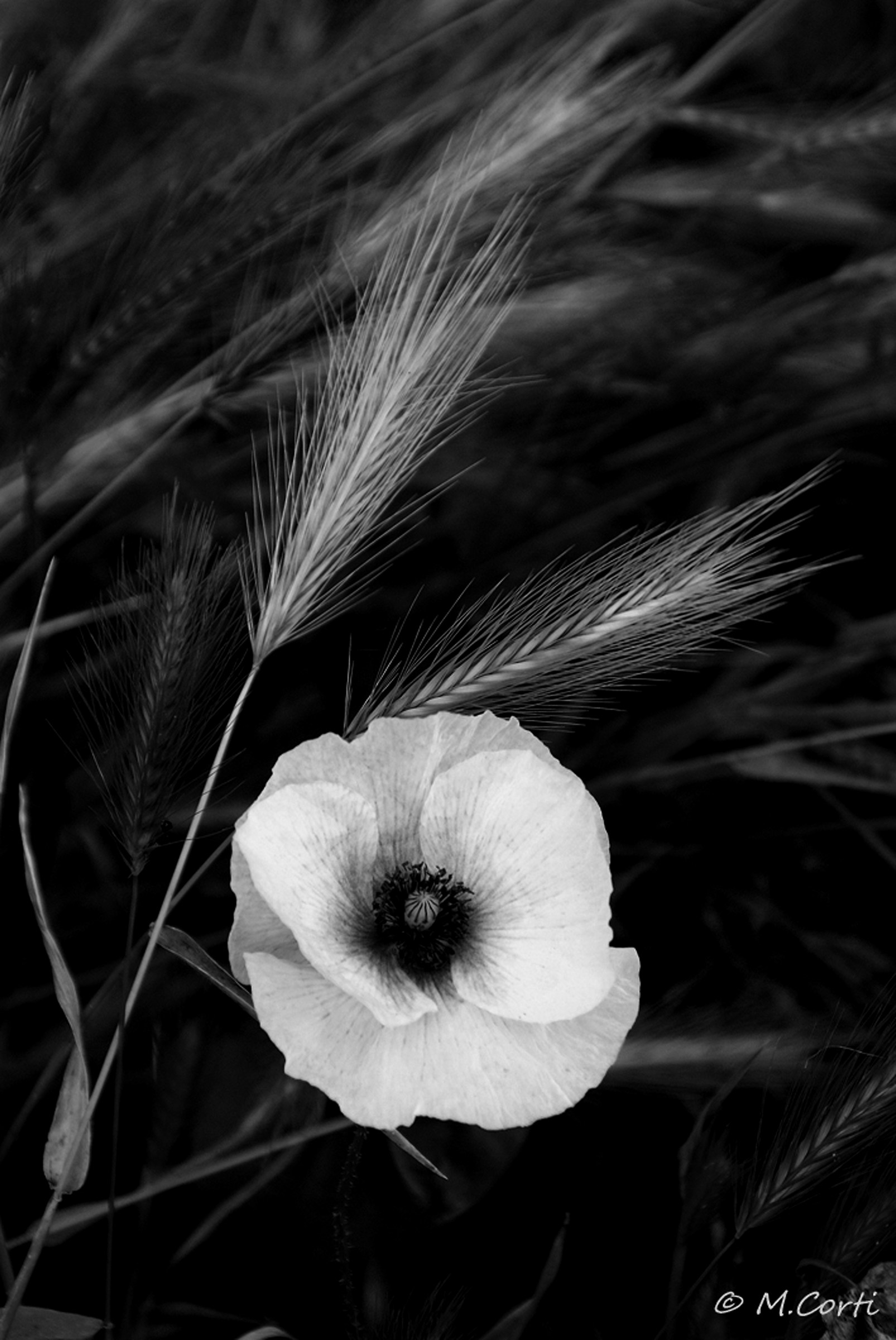 Fiori BW