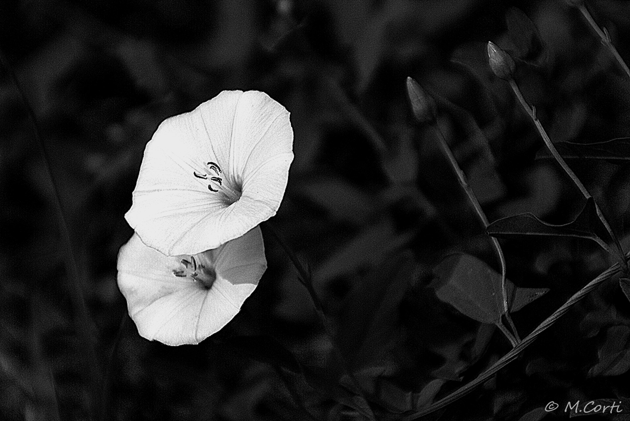 Fiori BW