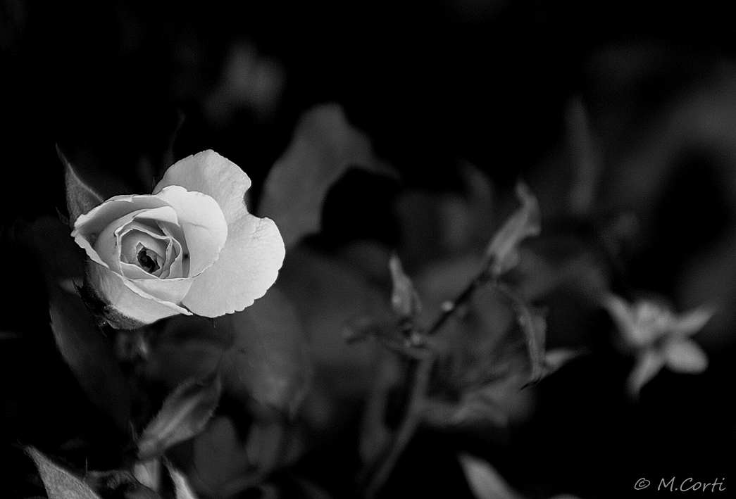 Flowers BW