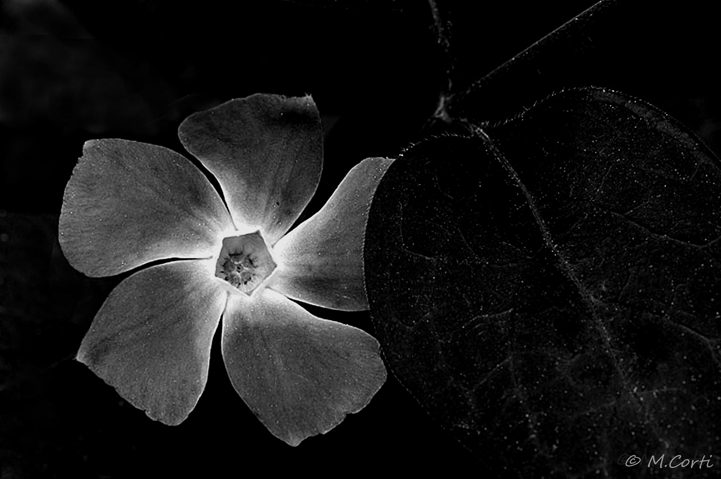 Fiori BW