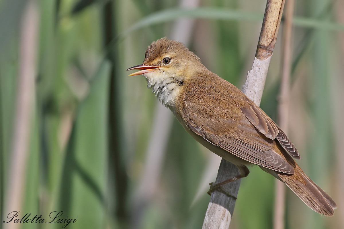 Cannaiola (Acrocephalus scirpaceus)