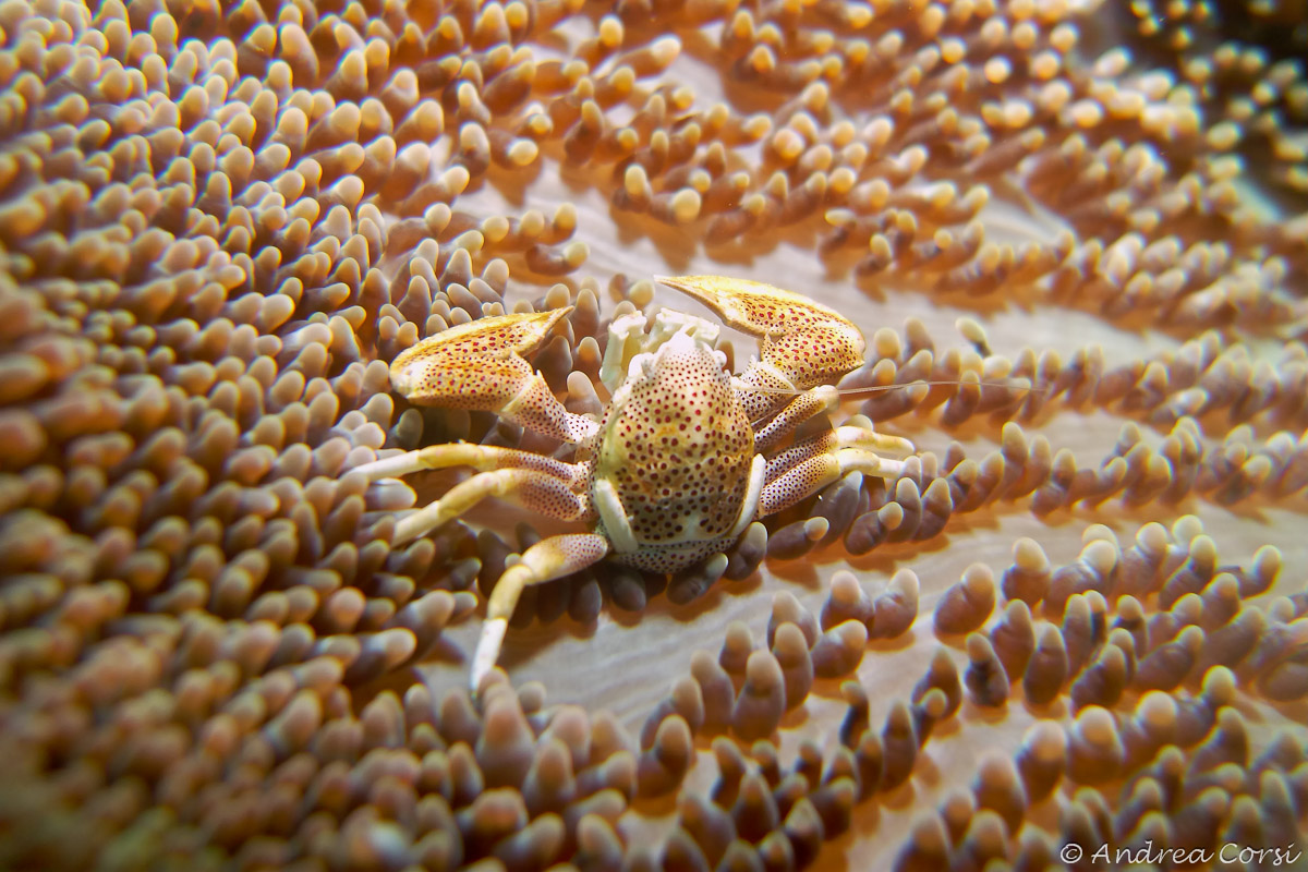 Porcelain Crab