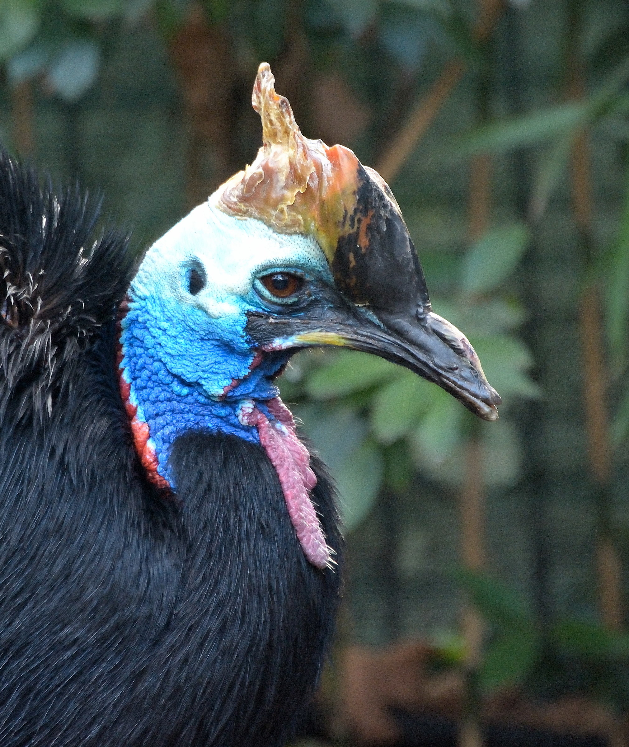 cassowary