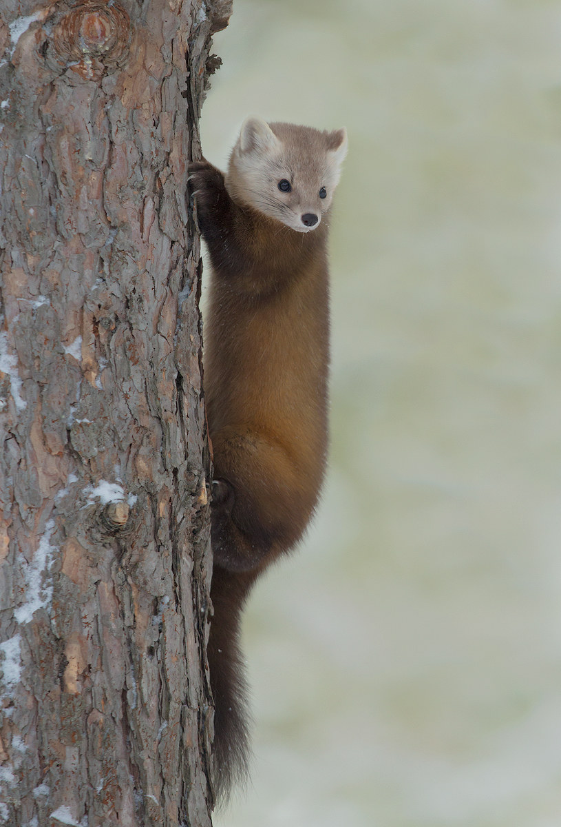 Pine Martin from Algonquin Park , Ontario , Canada