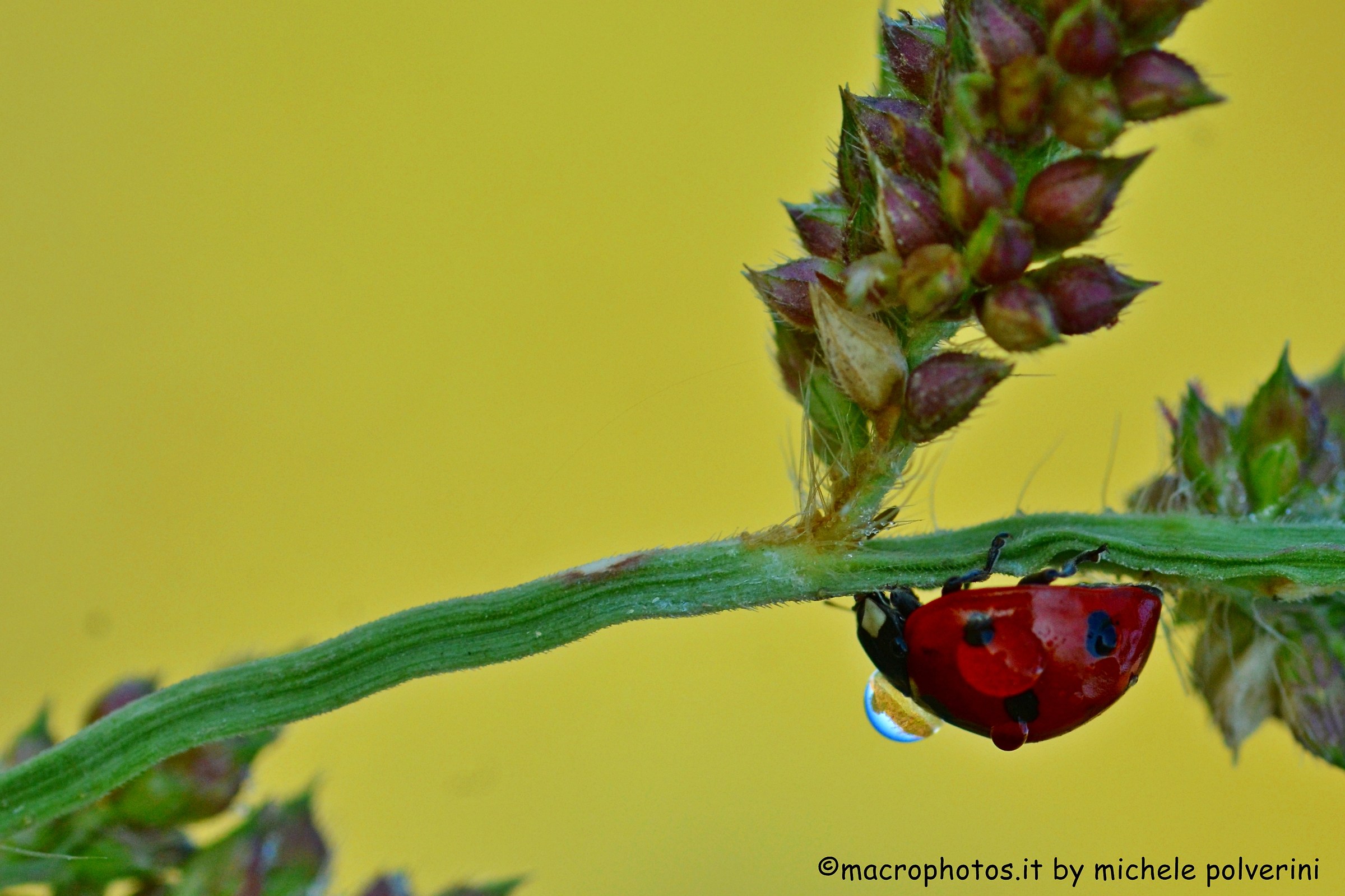 Ladybird septempunctata