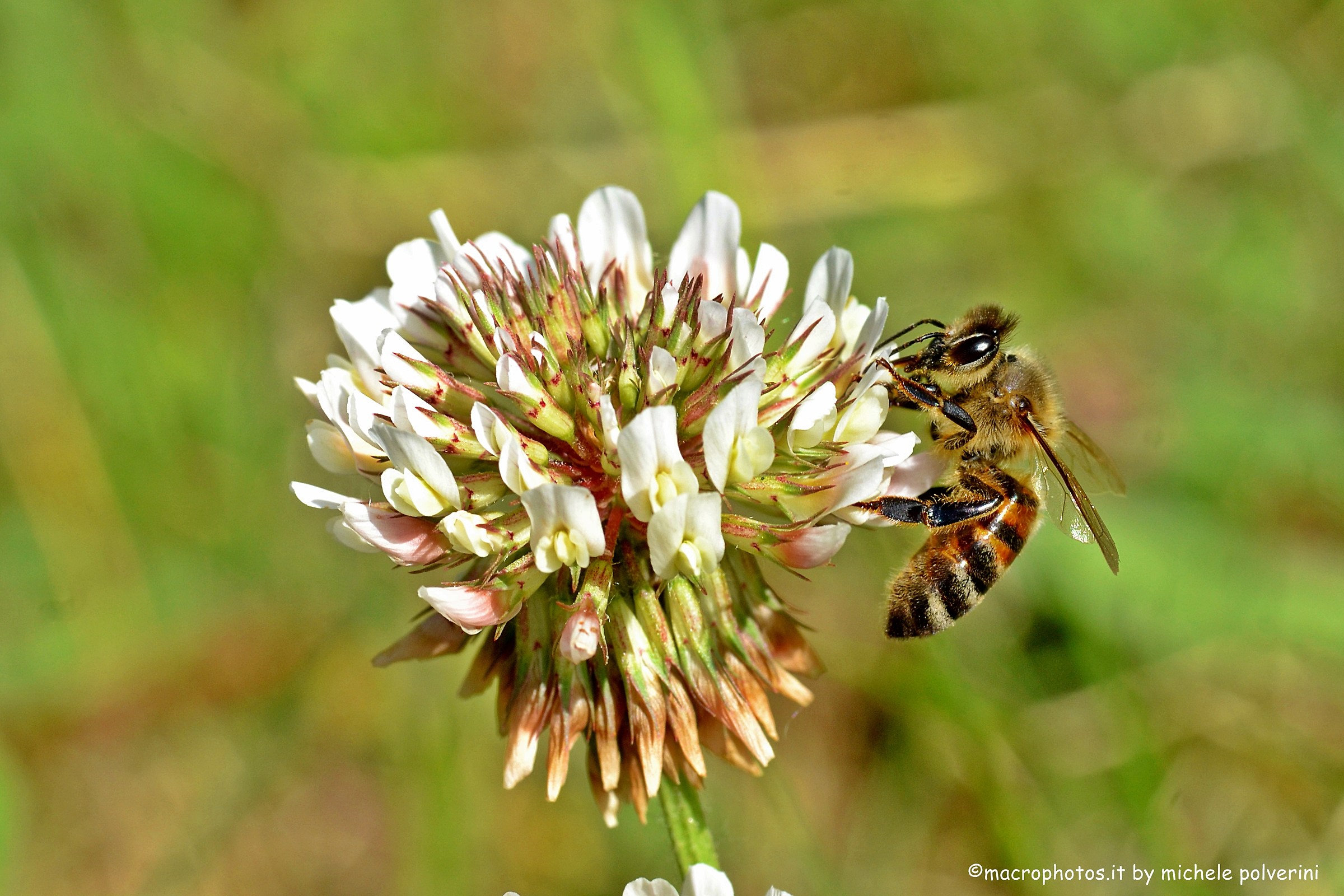 Apis mellifera