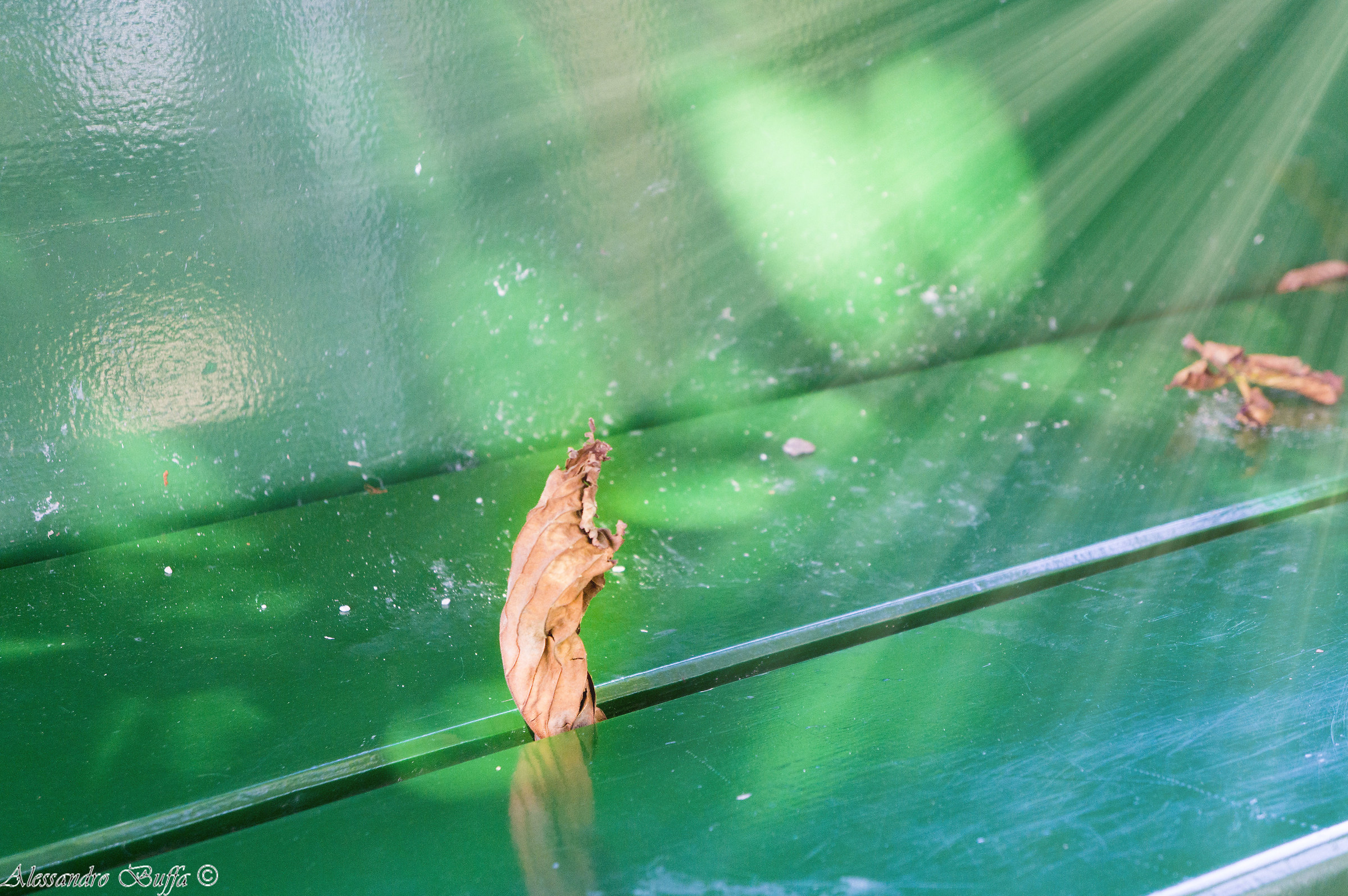 Scoiattolo o ...foglia???