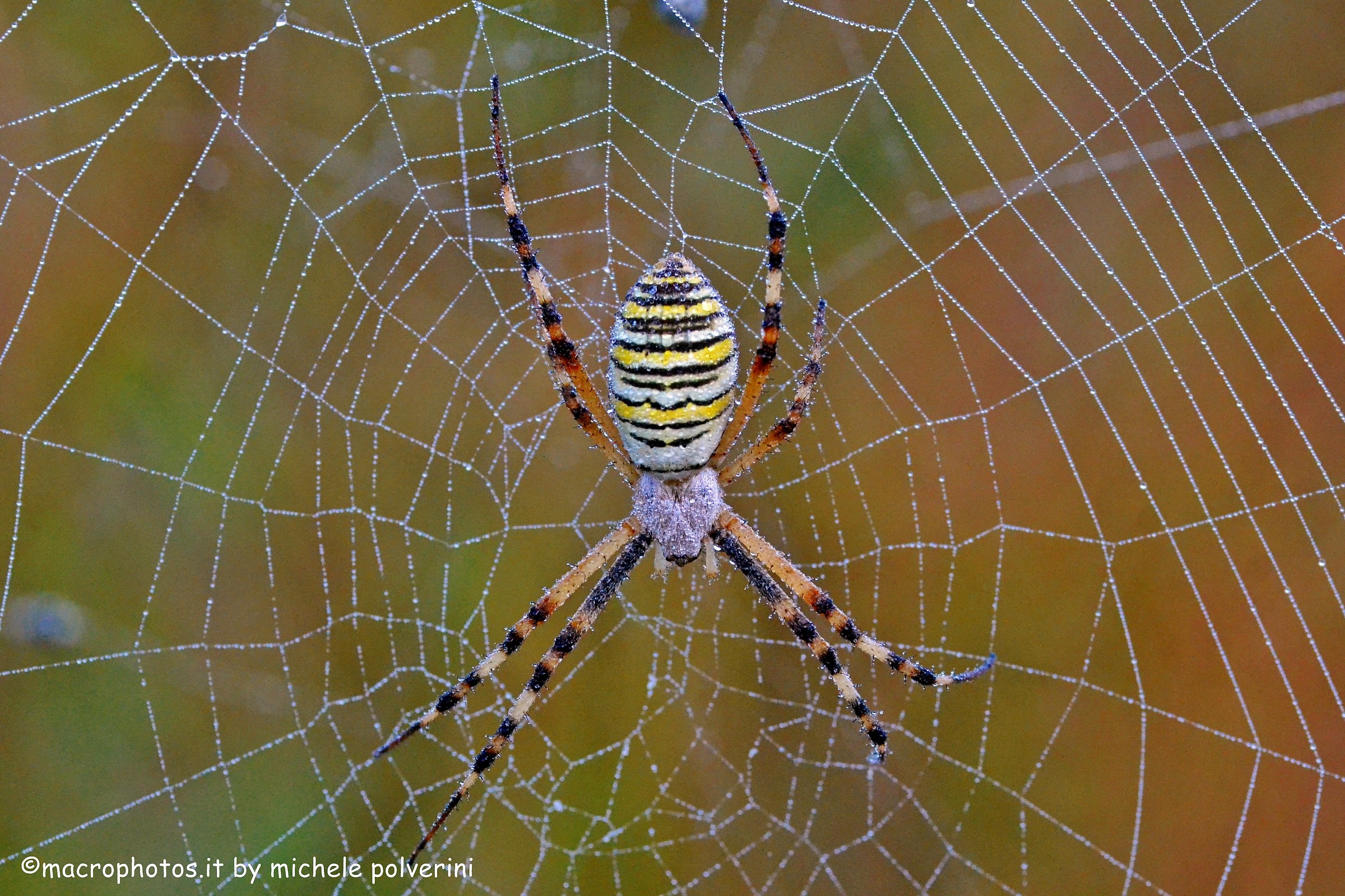 Argiope bruennichi, or the wasp spider