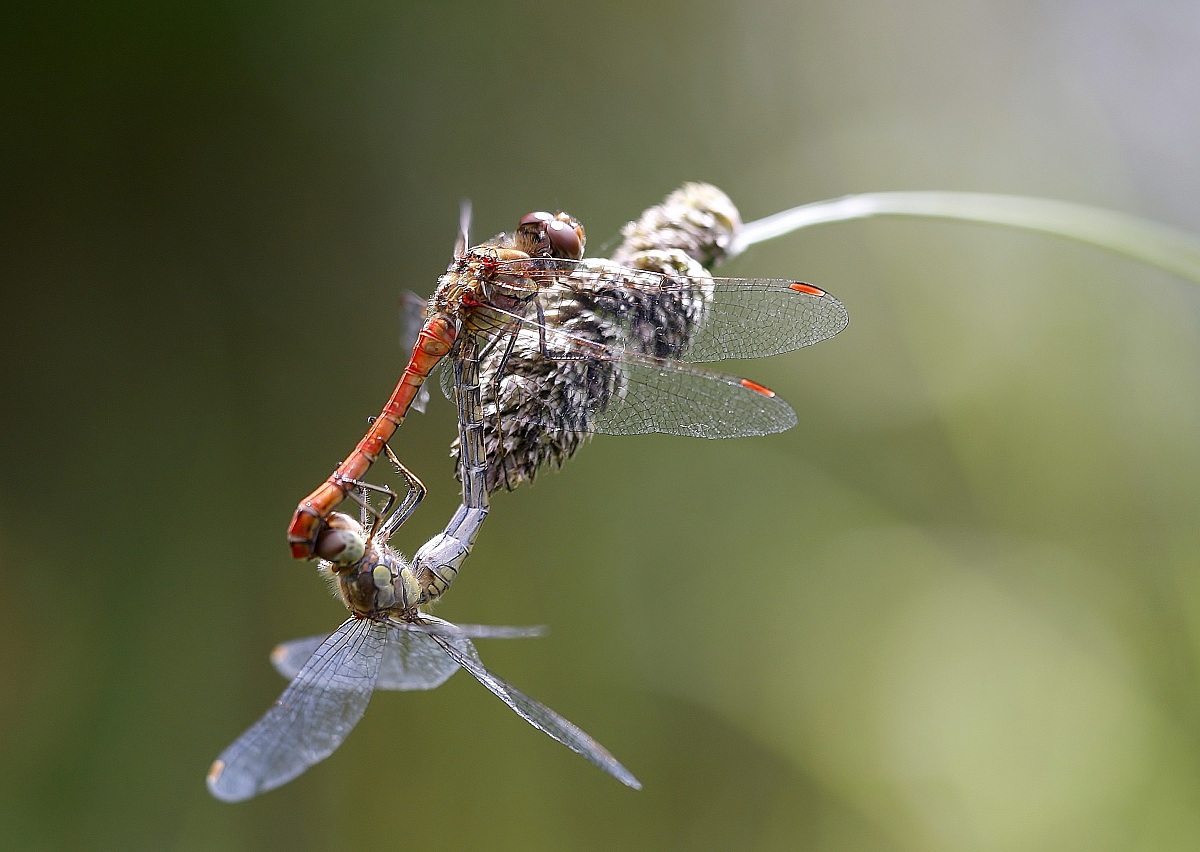 Sympetrum striolatum