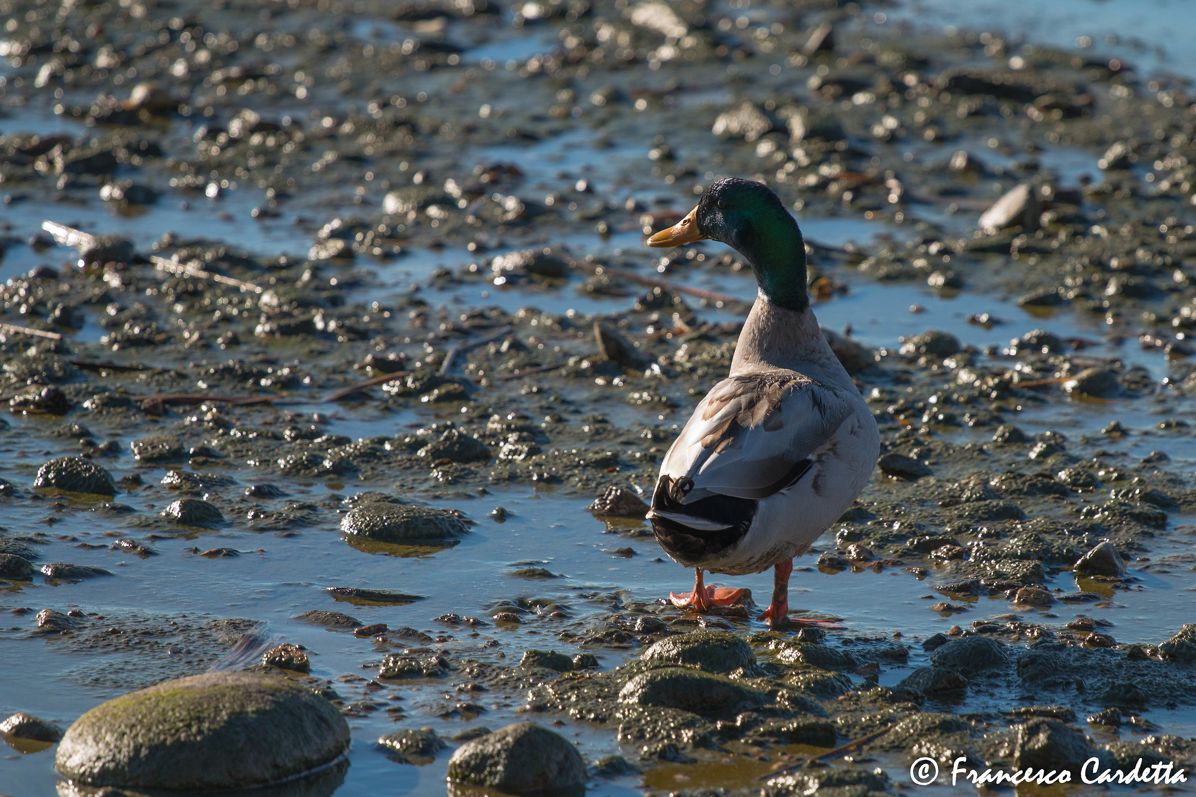 Mud waters of Lake Maggiore