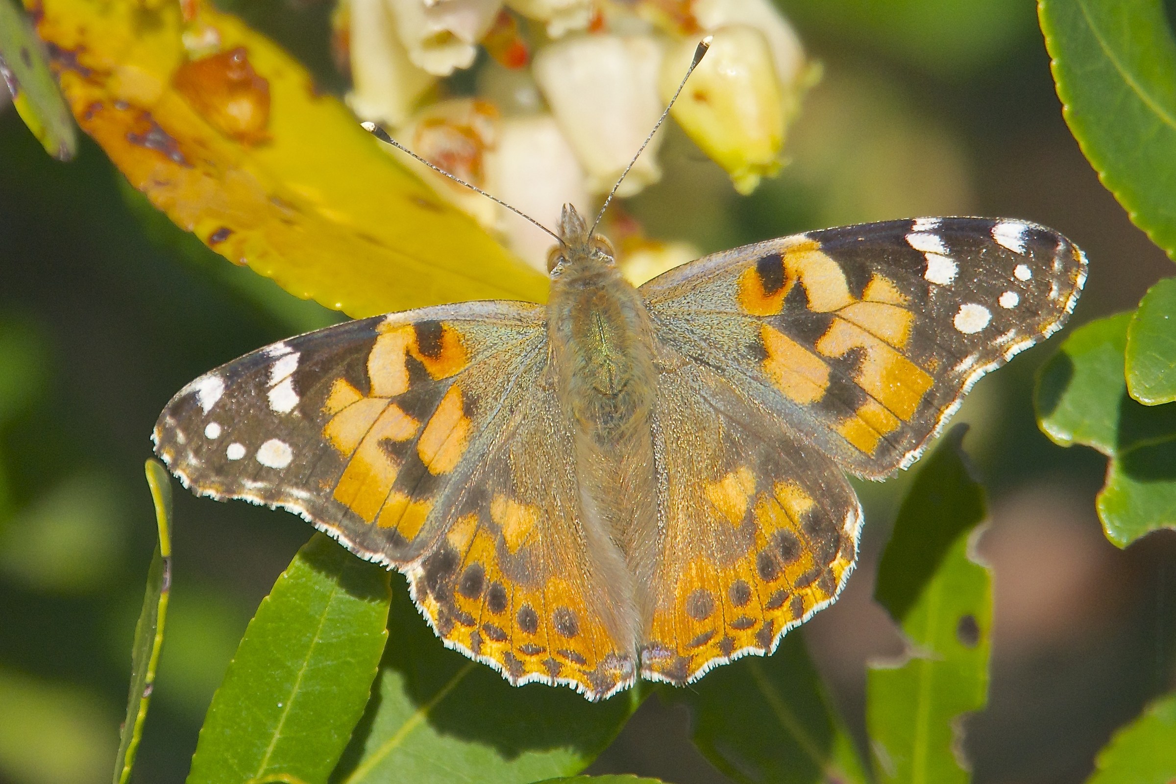 Vanessa del cardo su corbezzolo