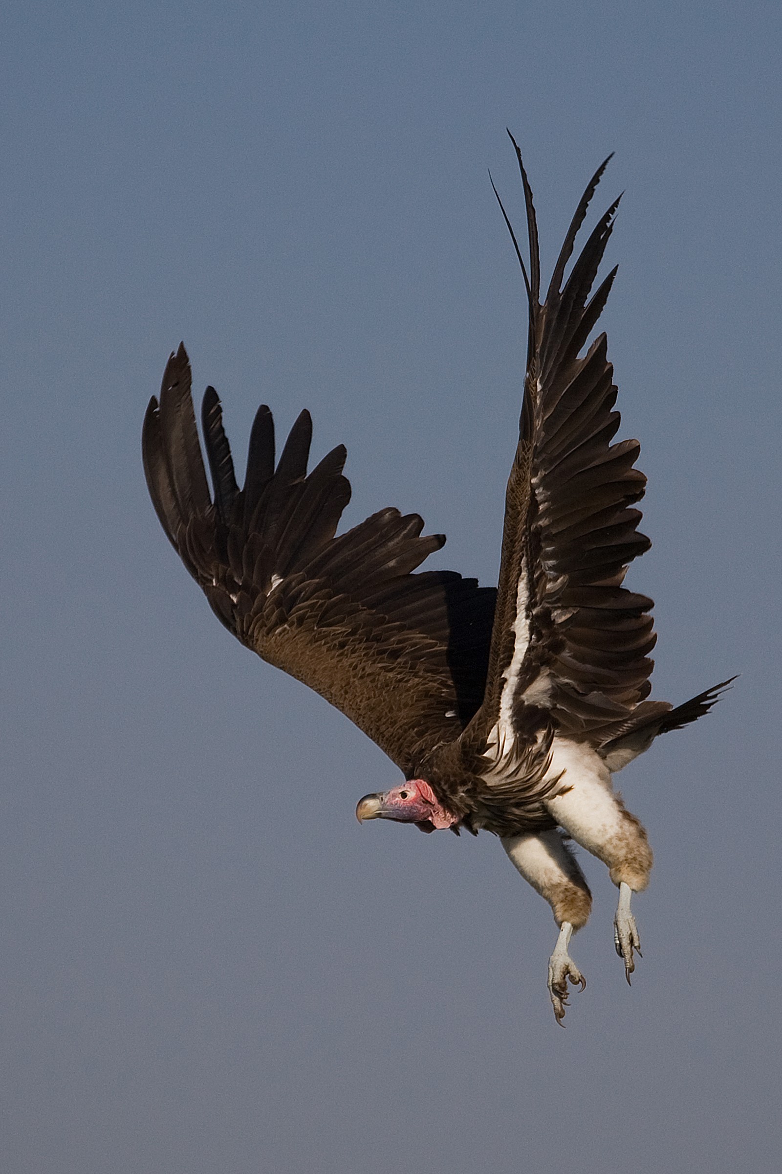 lapped faced vulture