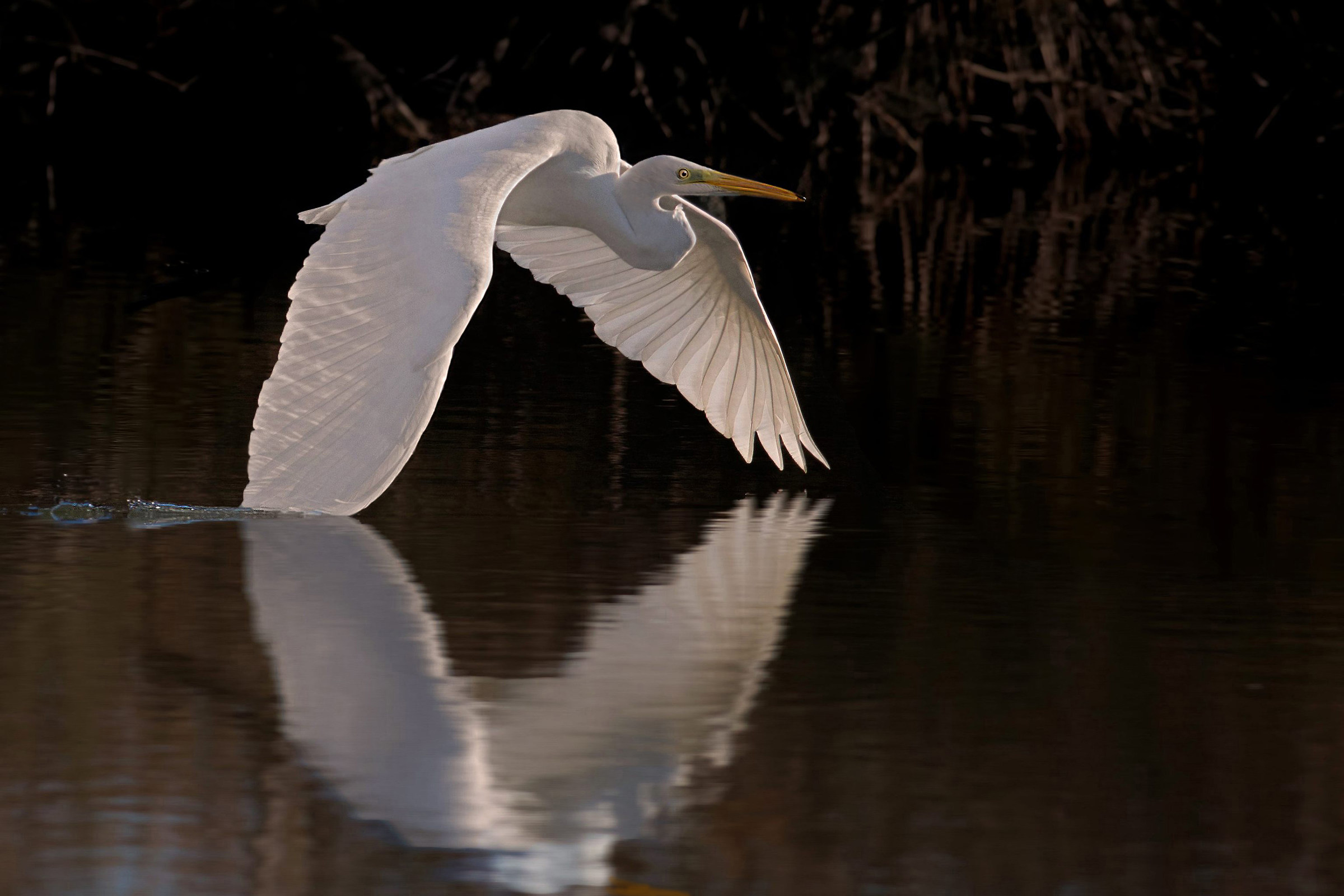 Egret