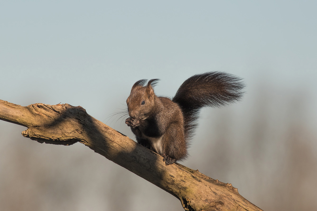 Scoiattolo  contro vento