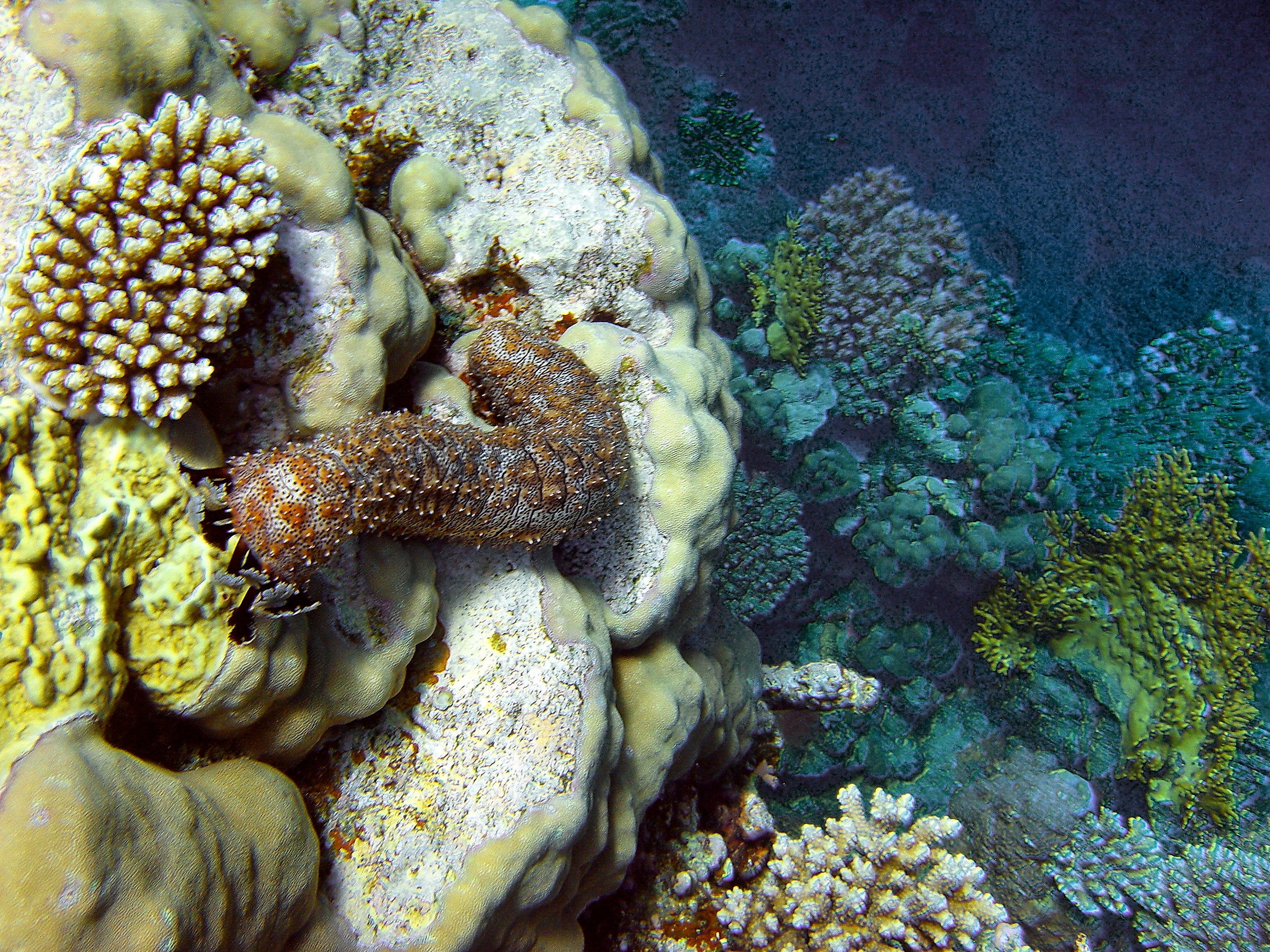 Sea Cucumber Red Sea
