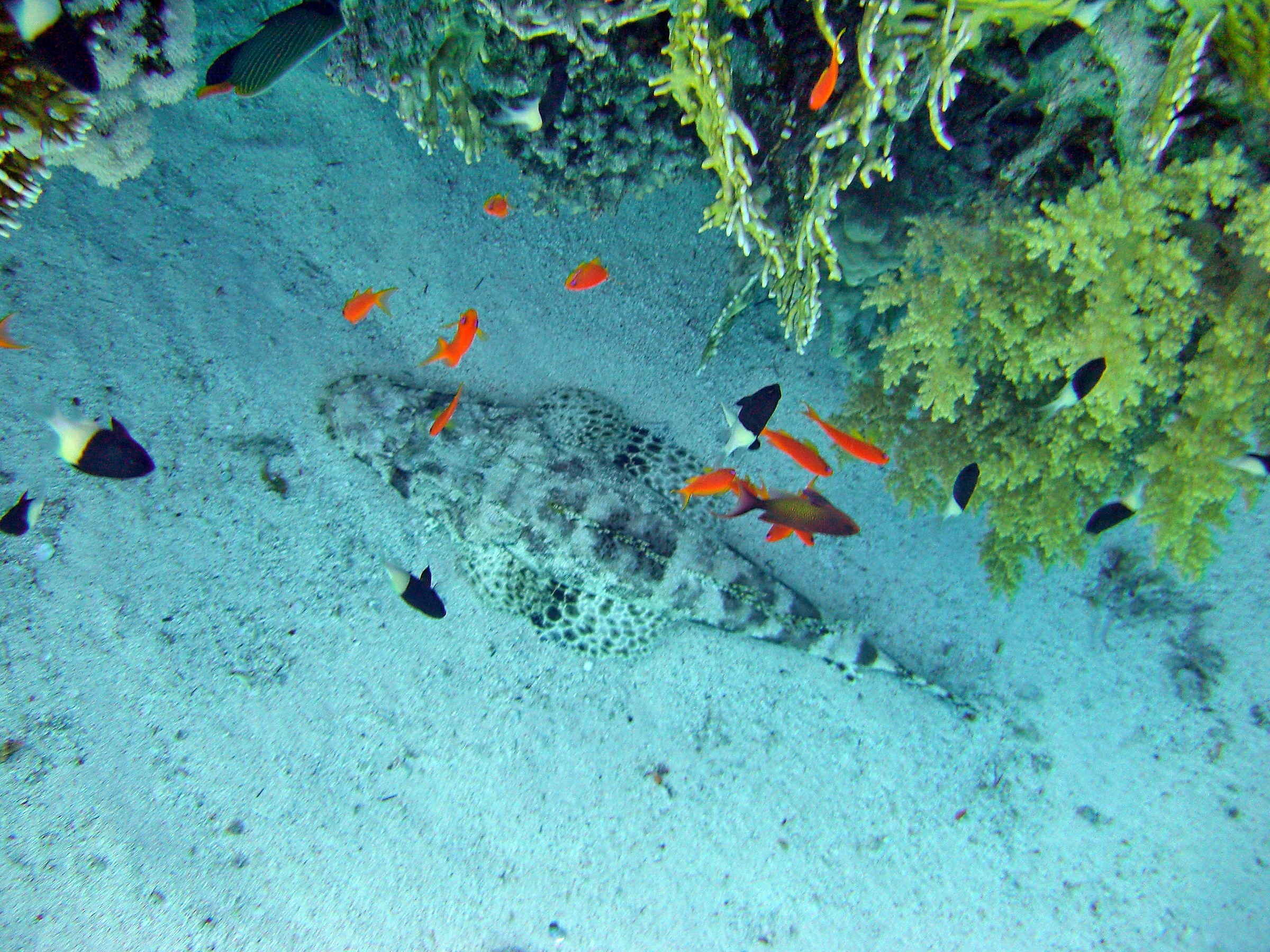Crocodile Fish