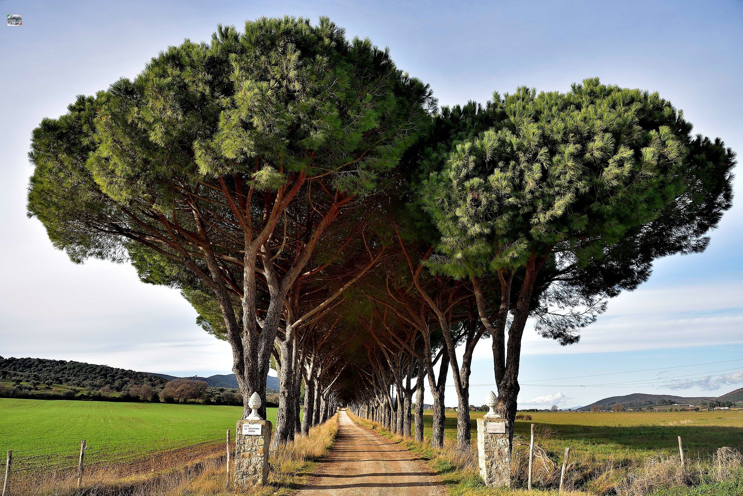 I pini che a Collecchio alti e schietti...