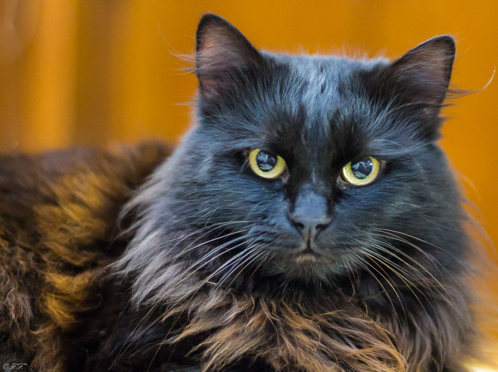 Miles e le sue sfumature