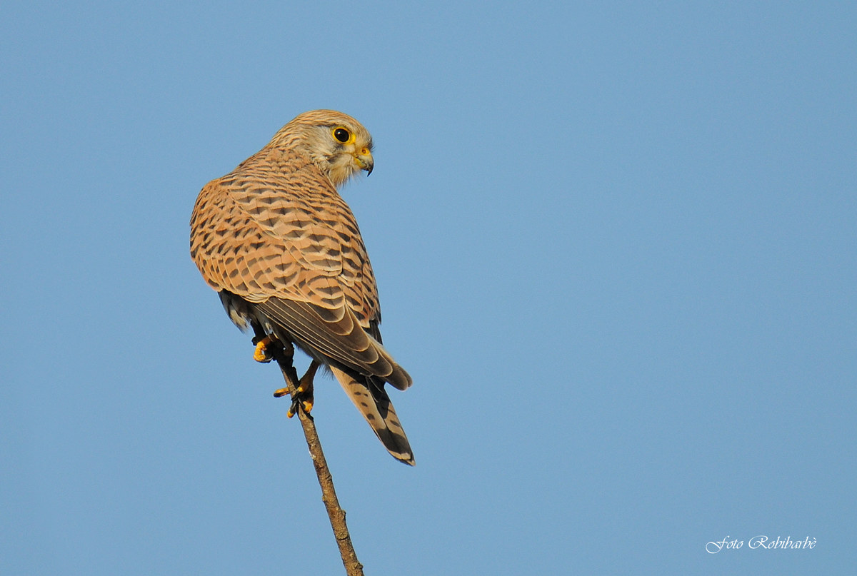 Kestrel...