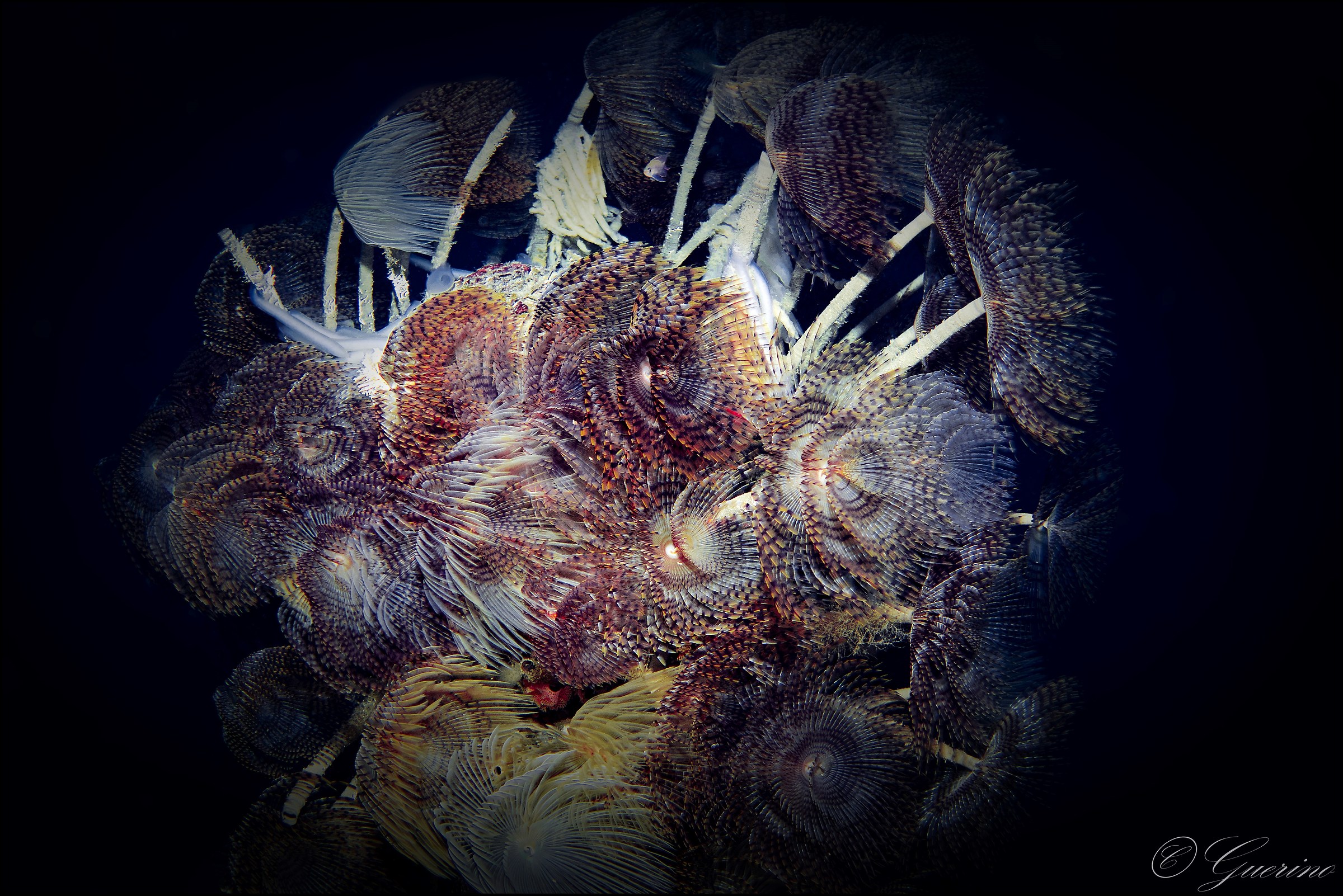 fireworks under the sea