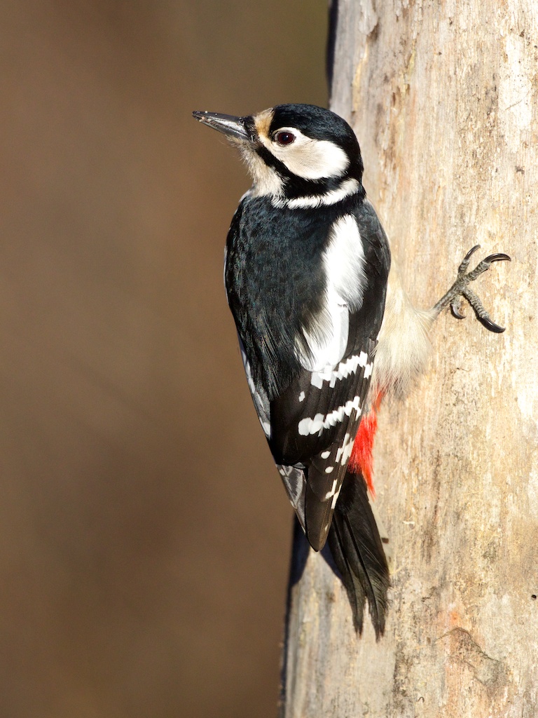 woodpecker