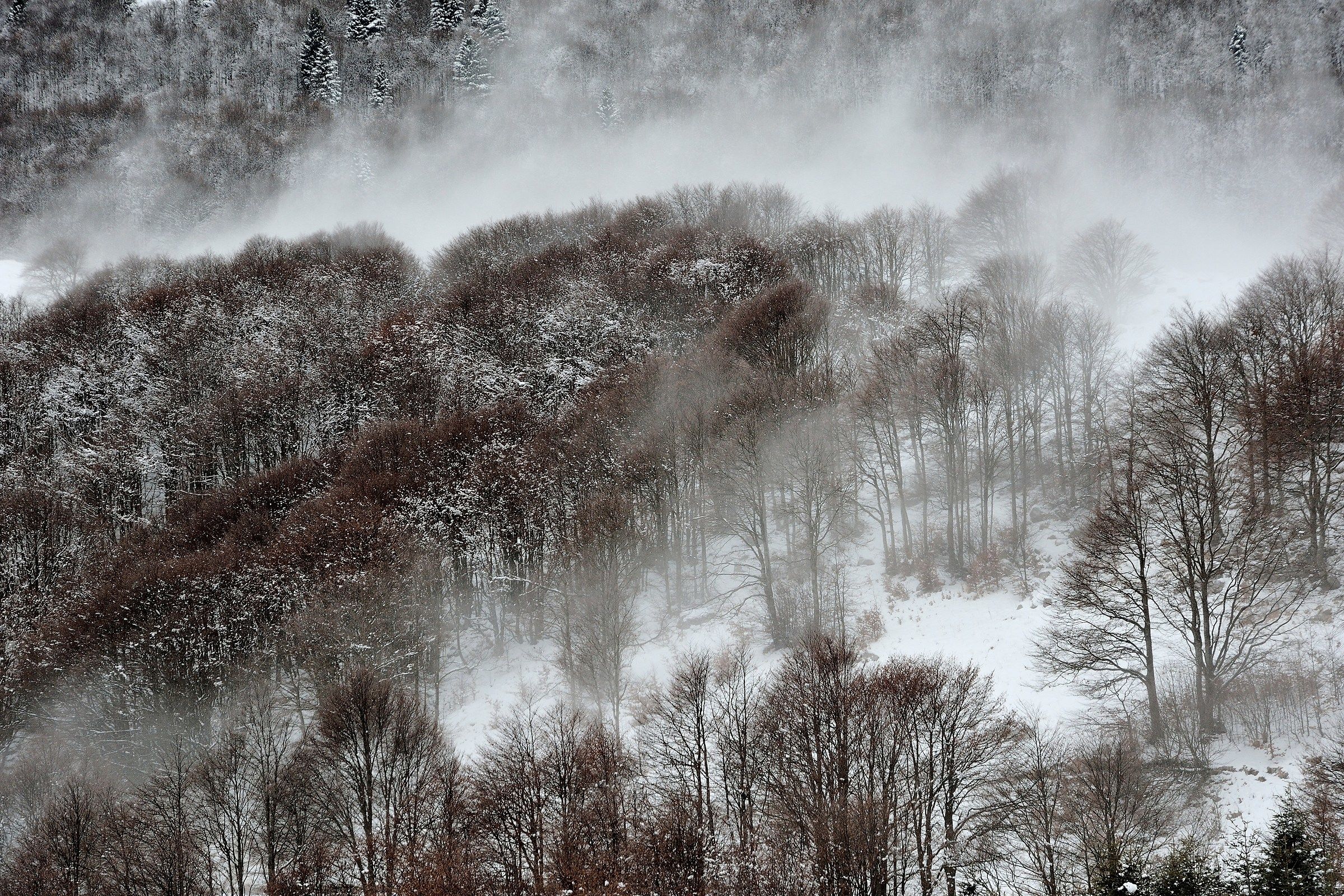 Gelo sulla faggeta...