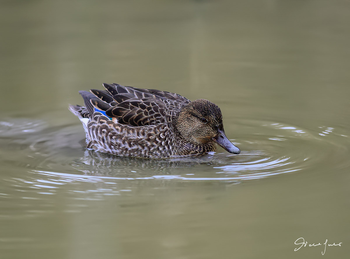 Female Teal
