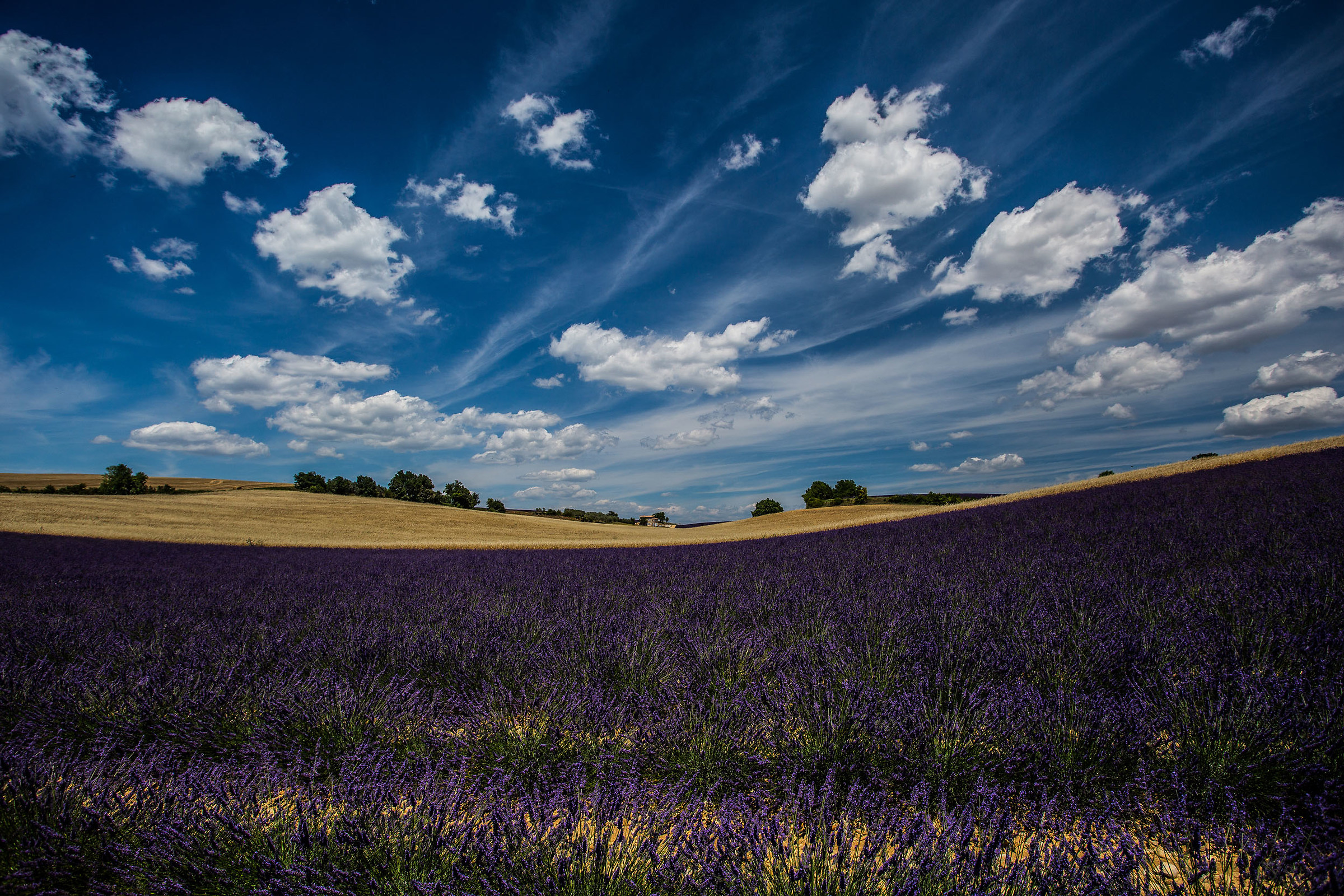 Provence Lavender 1