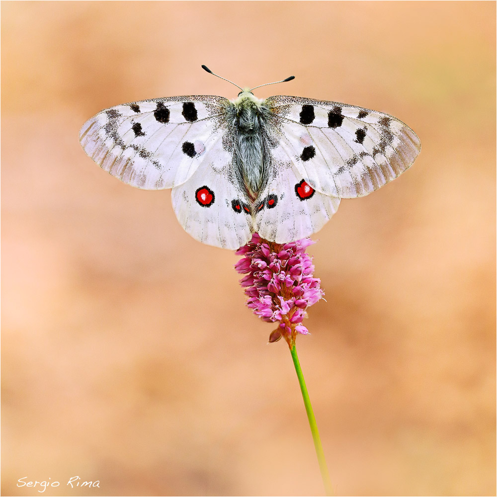 Parnassius apollo