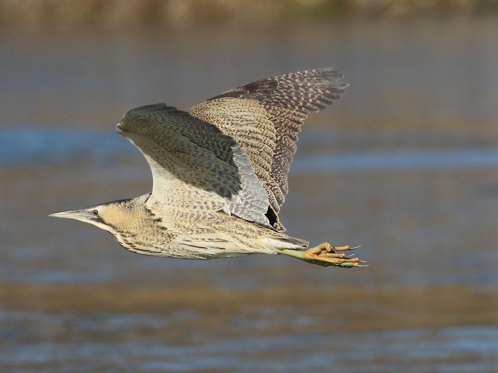 bittern