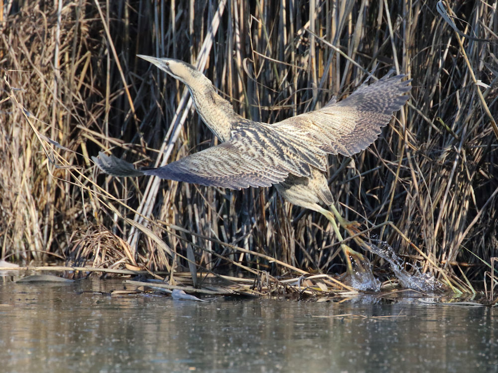 bittern