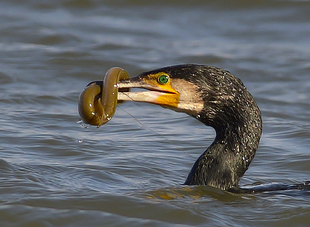 E io ti chiudo il becco.