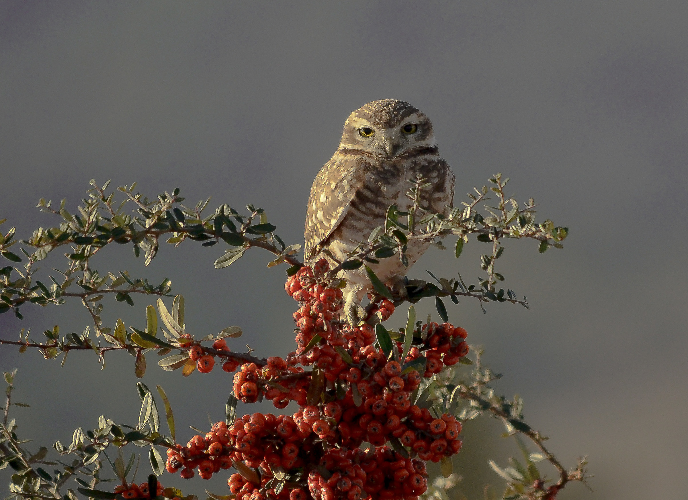 BurrowingOwl / Athene cunicularia