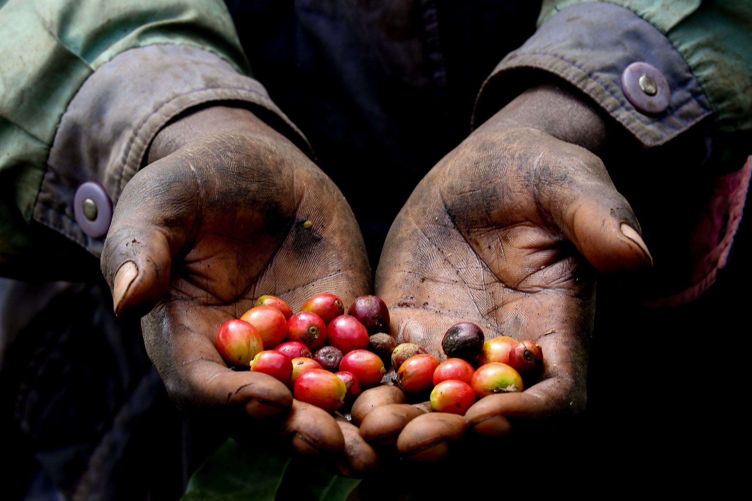 The bitterness of the coffee!