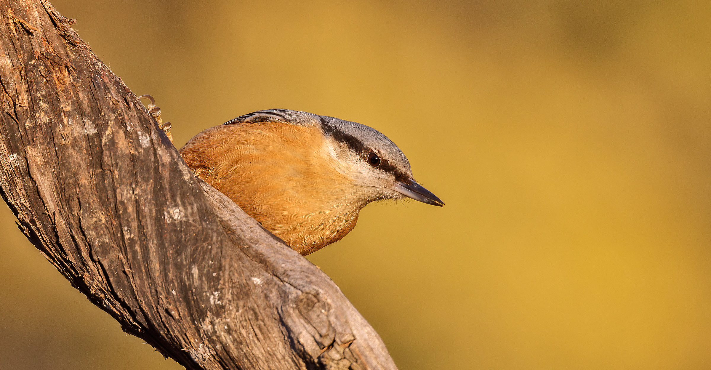 Nuthatch