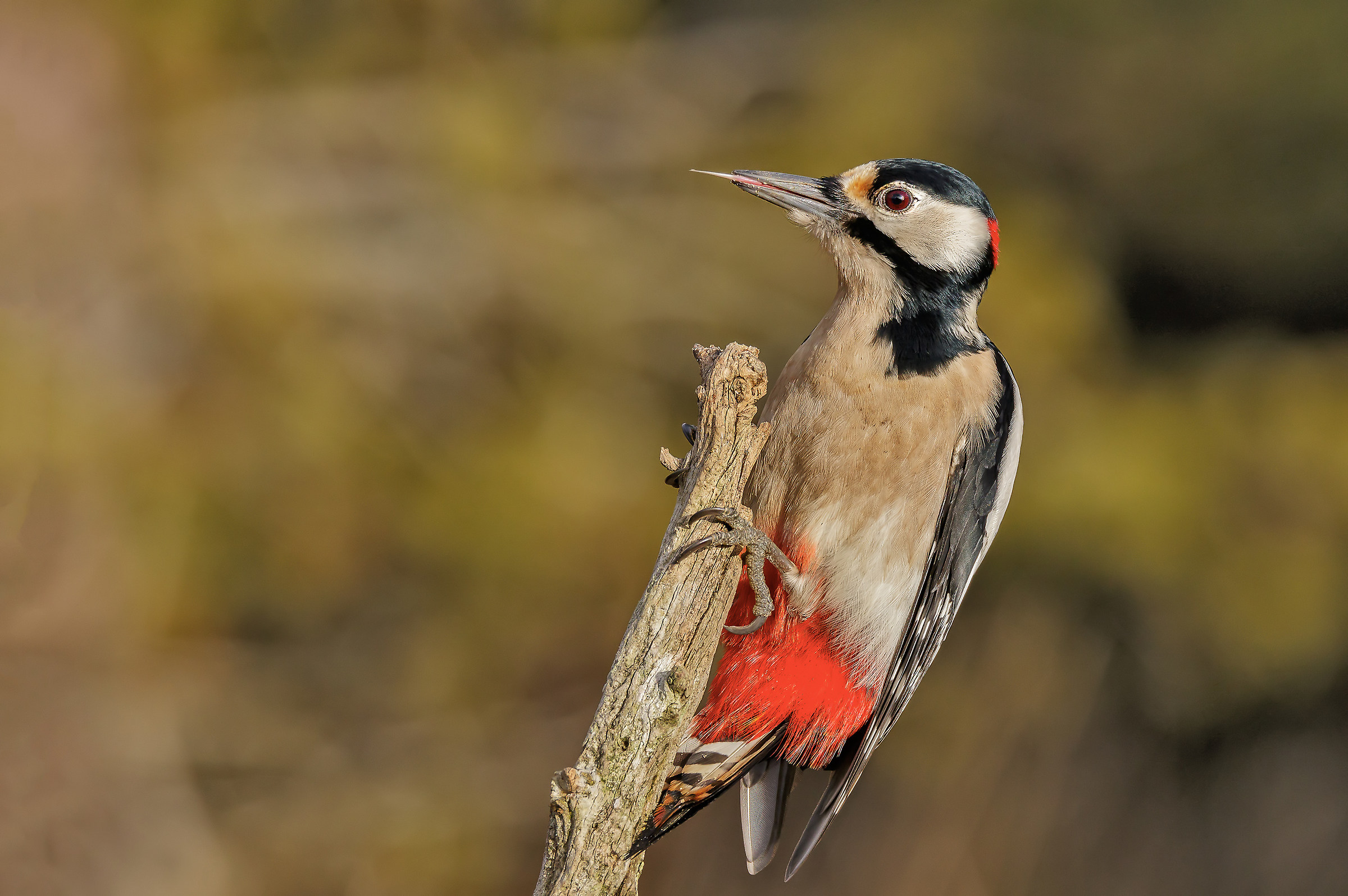 Spotted Woodpecker
