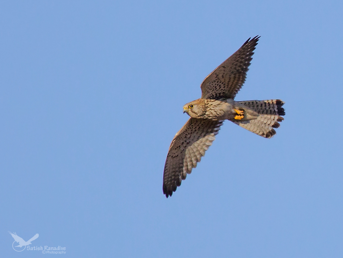 Common Kestrel.