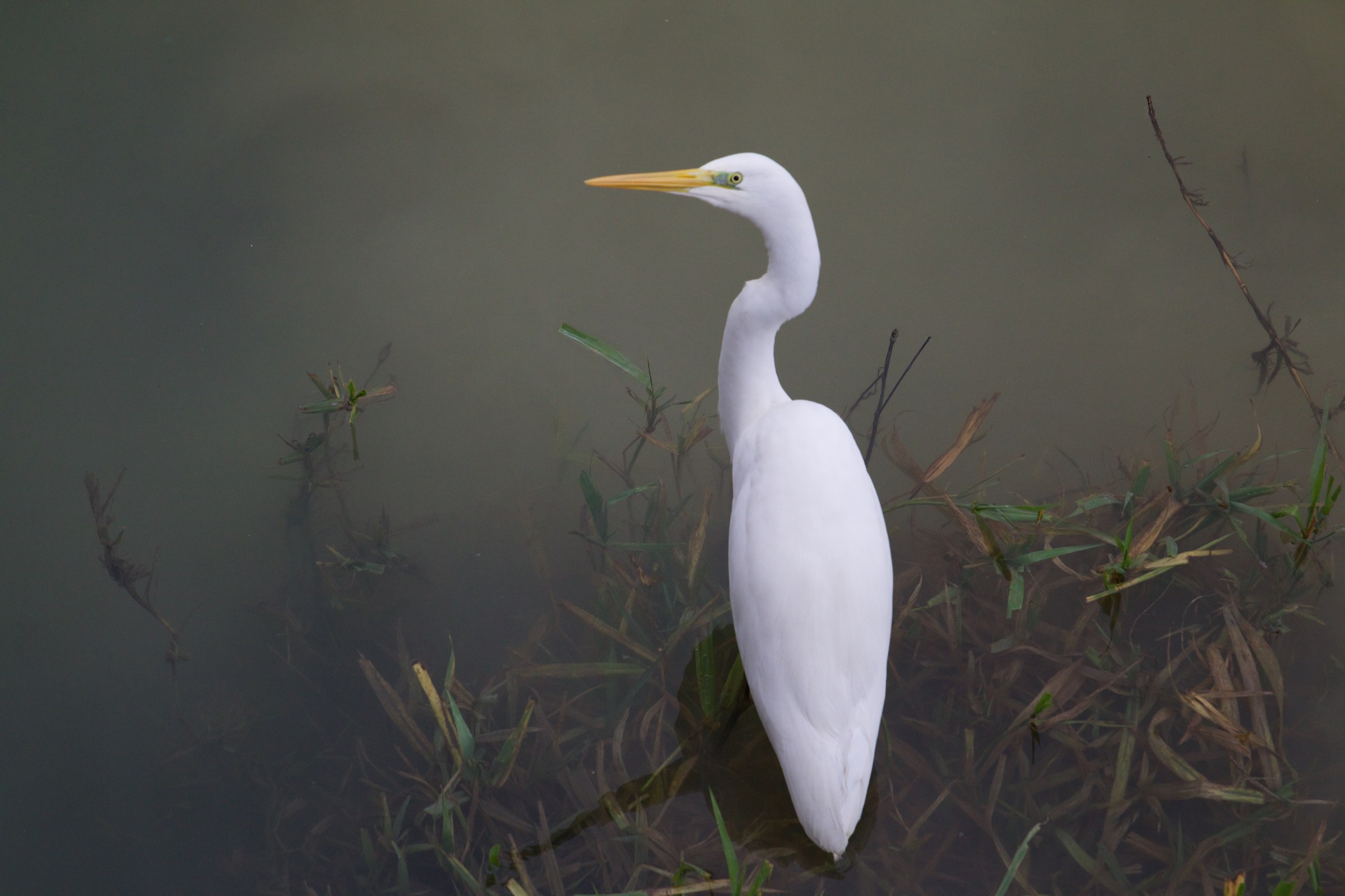 Airone Bianco Maggiore