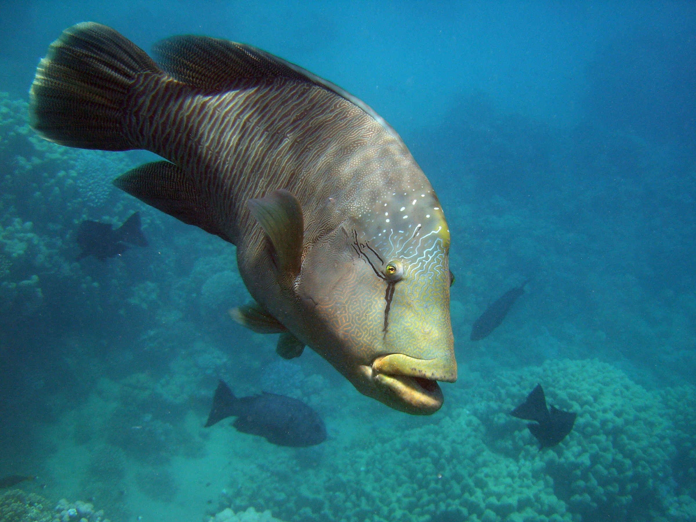 His Majesty, Napoleon